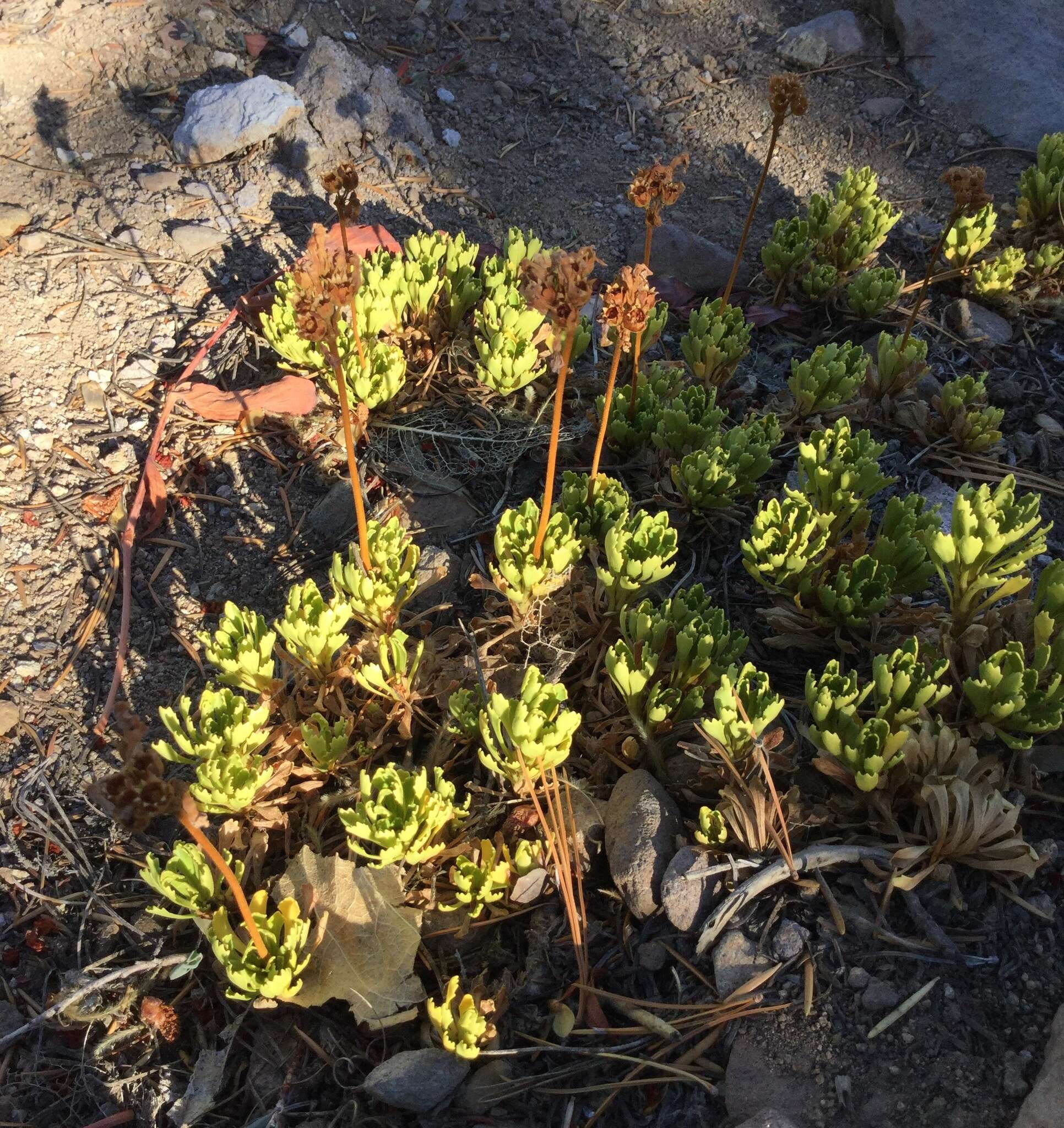 Слика од Primula suffrutescens A. Gray