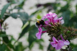 Image of fall phlox