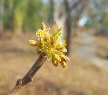 Plancia ëd Bursera ariensis (Kunth) Mc Vaugh & Rzedowski