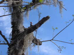 Image of Red-bellied Woodpecker