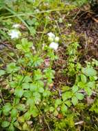 Image of Round-leaved Bedstraw