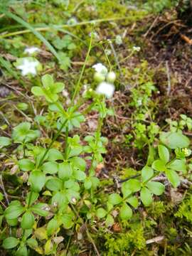 Image of Galium rotundifolium L.