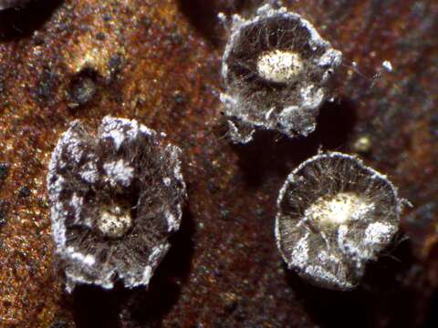 Image of Didymium squamulosum