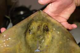 Image of Common Stingray