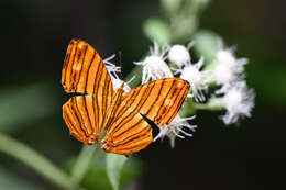 Imagem de Chersonesia risa Doubleday (1848)