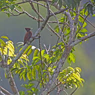 Image of Scale-breasted Woodpecker