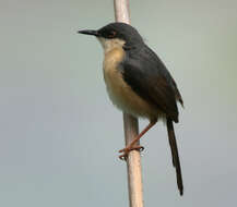 Image of Ashy Prinia