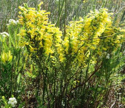 Image of Erica stagnalis Salisb.