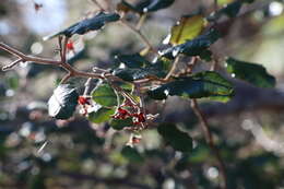 Image of Pomaderris paniculosa subsp. paralia N. G. Walsh