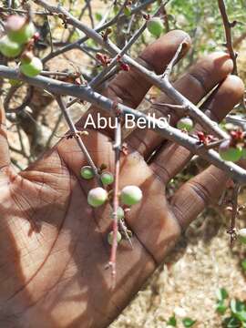 Слика од Commiphora africana (Rich.) Engl.