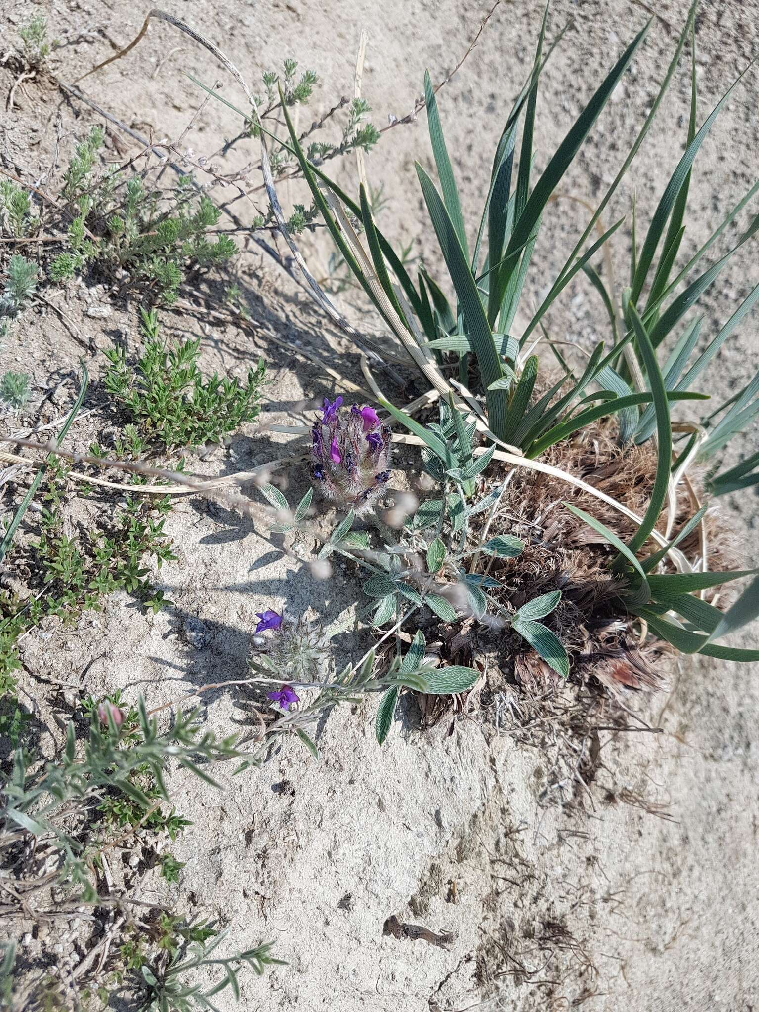 صورة Astragalus laguroides Pall.