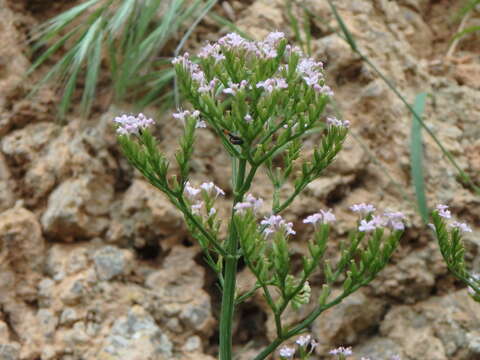 Image of Centranthus calcitrapae (L.) Dufr.