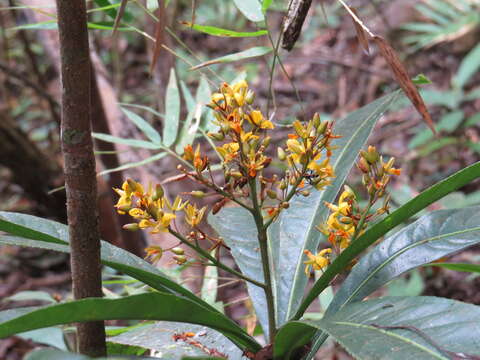 Image of Ouratea nitida (Sw.) Engl.