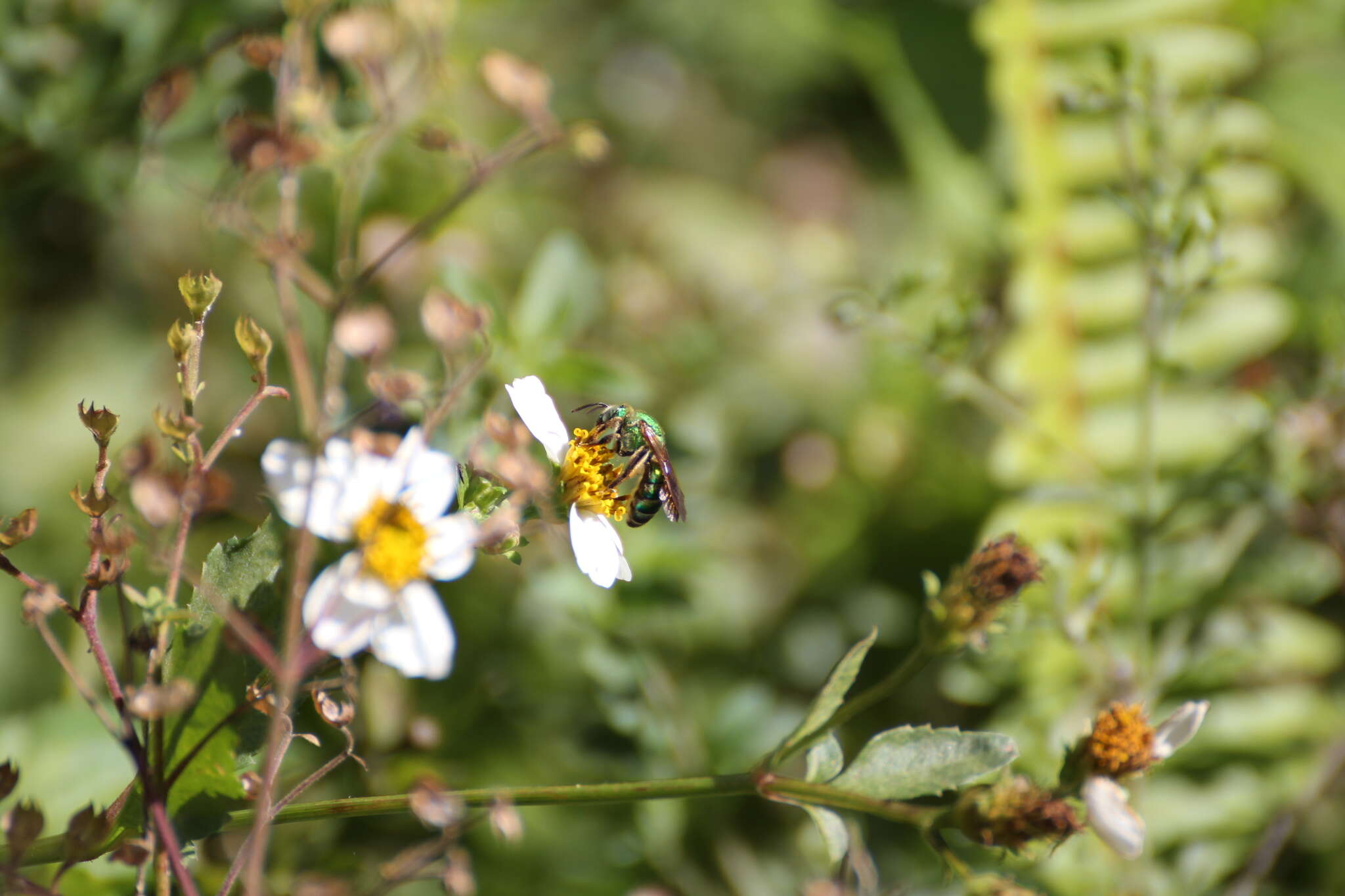 Imagem de Agapostemon splendens (Lepeletier 1841)