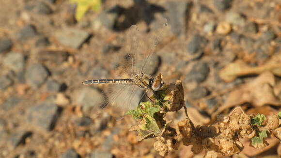 Слика од Selysiothemis Ris 1897