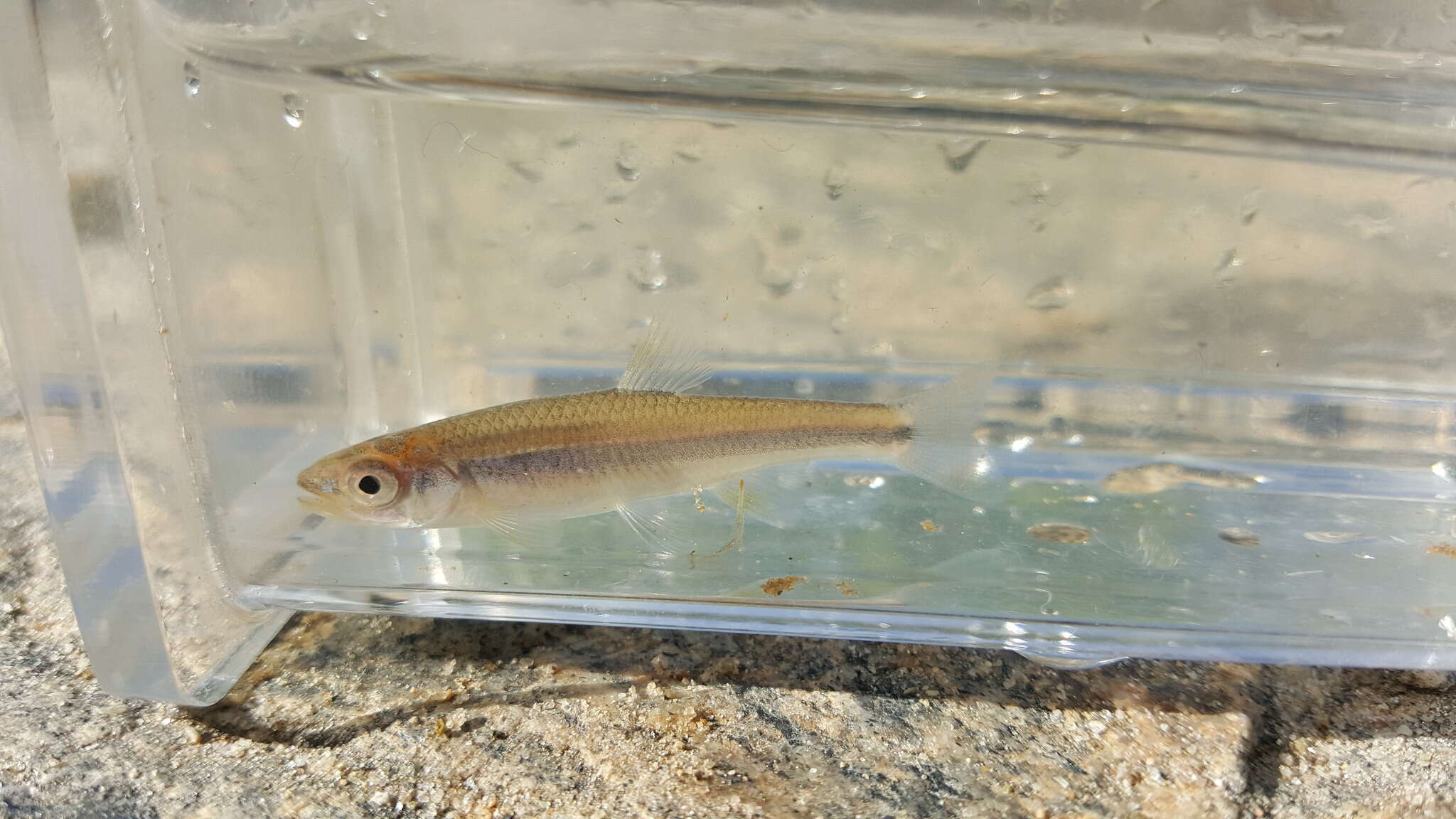 Sivun Notropis scepticus (Jordan & Gilbert 1883) kuva