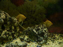 Image of freshwater angelfish