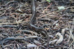 Image of Crocker's Sea Snake