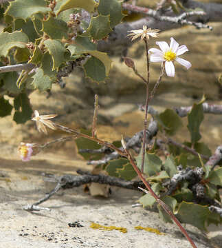 Image of Spring Mountain aster