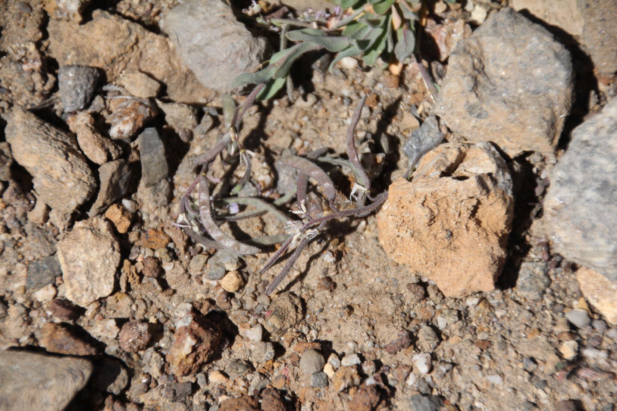 Image of Soldier Rockcress