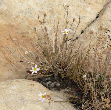 Image of Spring Mountain aster