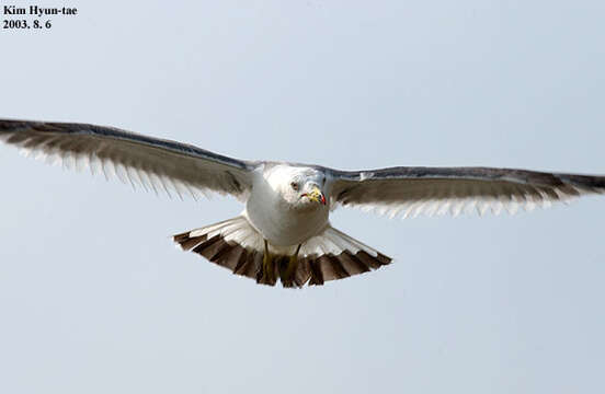 Image of Black-tailed Gull