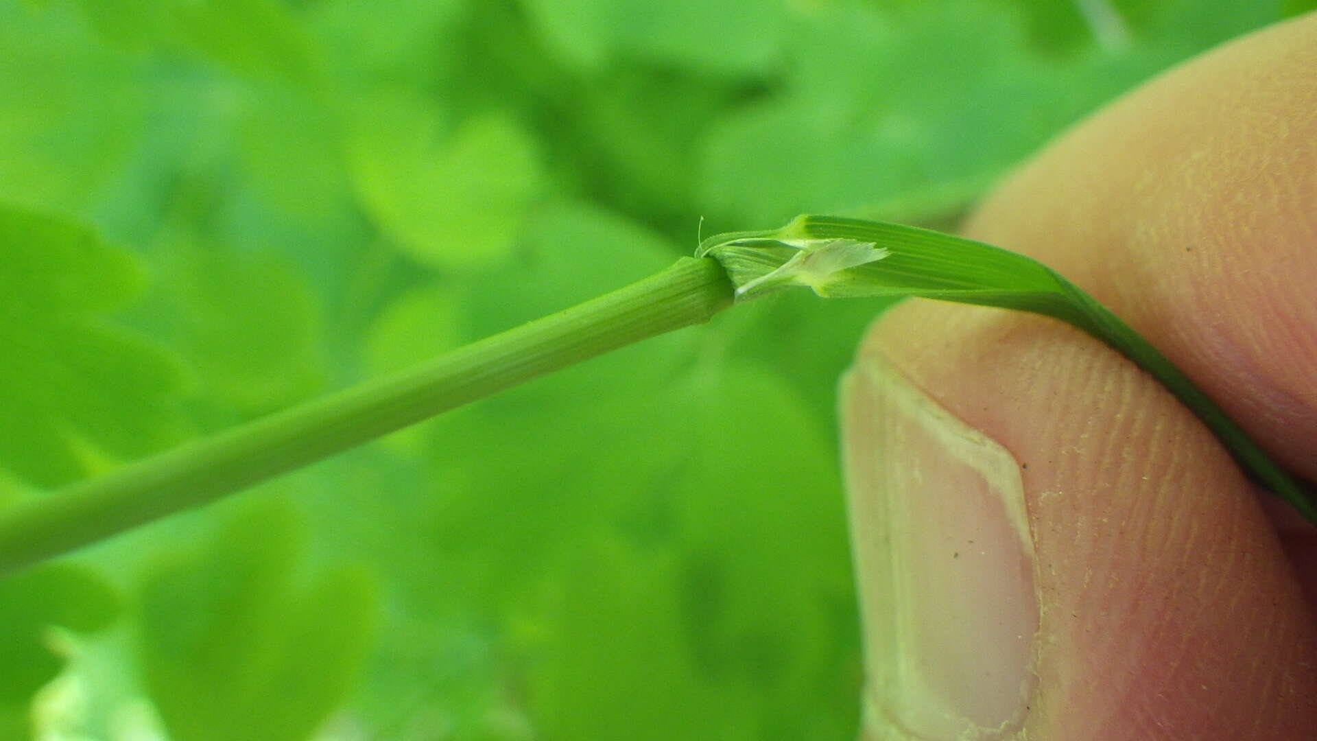 Image of Alaska oniongrass