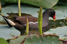 Image of Common Moorhen