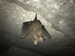 Image of Great Woolly Horsehoe Bat