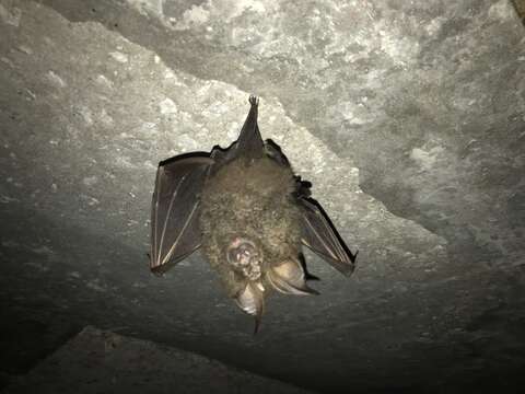 Image of Great Woolly Horsehoe Bat