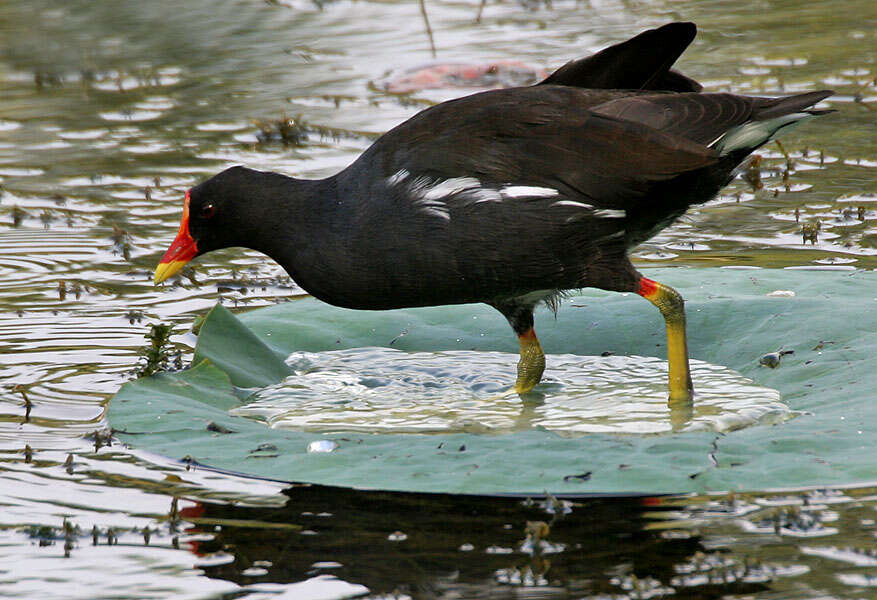 Image of Common Moorhen