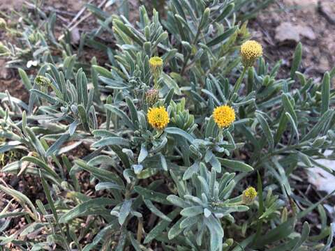 Слика од Erigeron petrophilus Greene