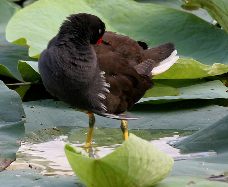 Image of Common Moorhen