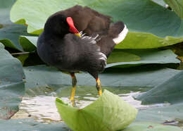 Image of Common Moorhen