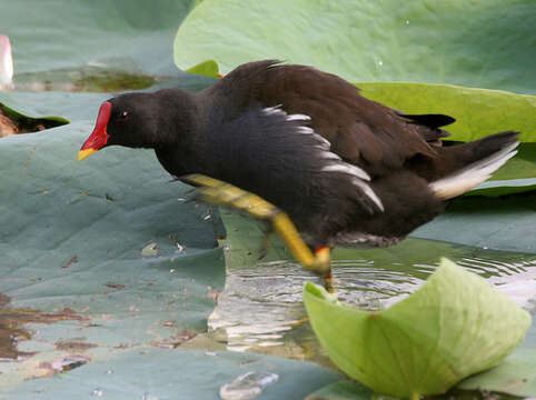 Image of Common Moorhen