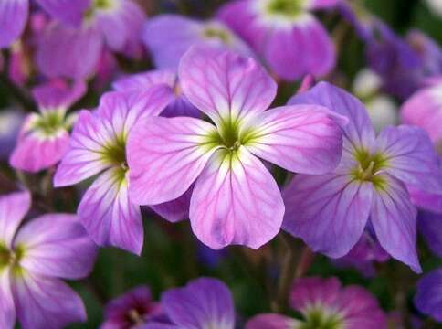 Image de Malcolmia maritima (L.) W. T. Aiton