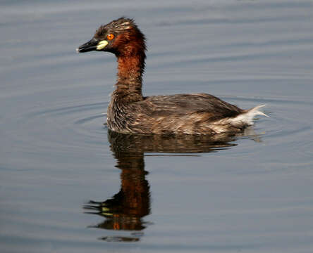 Image of Little Grebe