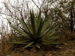 Agave xylonacantha Salm-Dyck resmi