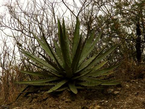 Слика од Agave xylonacantha Salm-Dyck