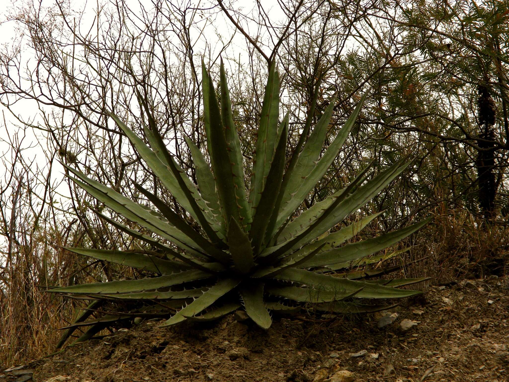 Agave xylonacantha Salm-Dyck resmi