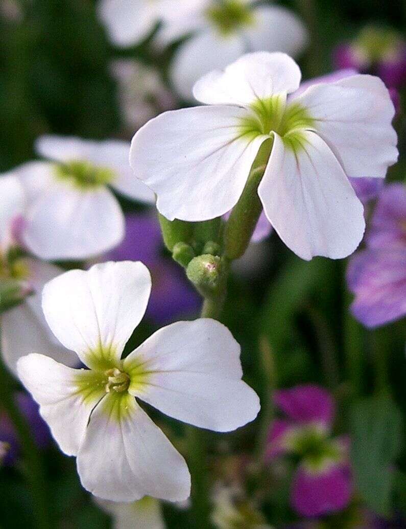 Imagem de Malcolmia maritima (L.) W. T. Aiton