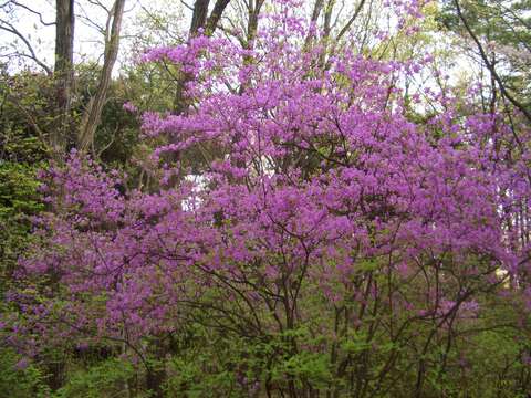 Image of Rhododendron farrerae Tate ex Sweet