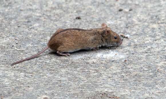 Image of Striped Field Mouse