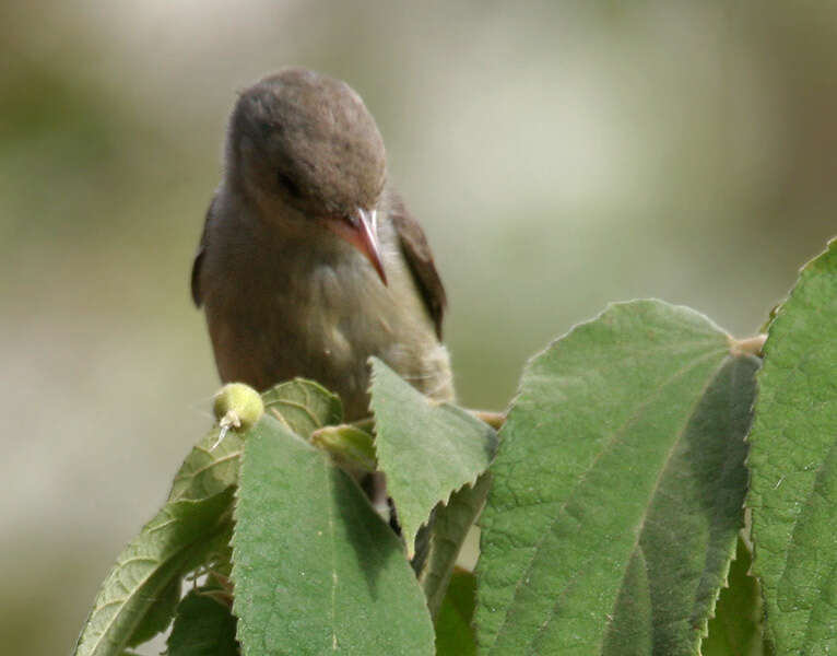 Image of Pale-billed Flowerpecker