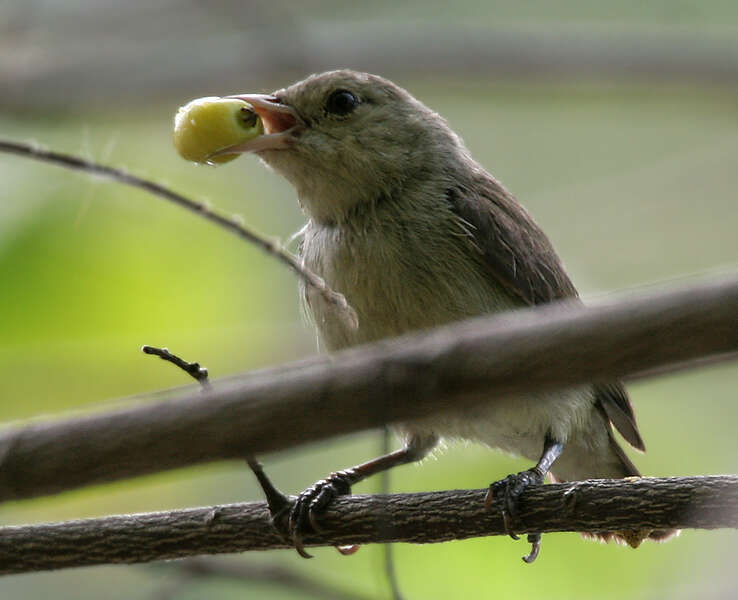 Image of Pale-billed Flowerpecker