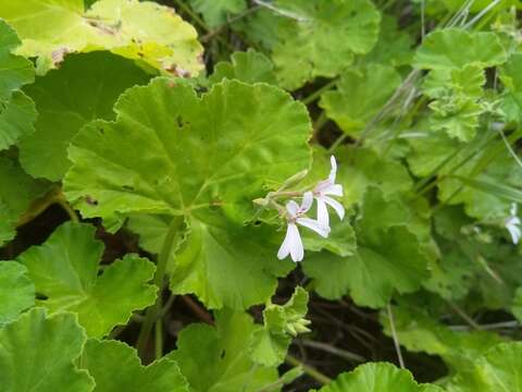 Imagem de Pelargonium odoratissimum (L.) L'Her.