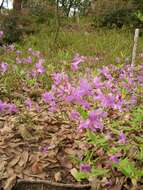 Image of Rhododendron farrerae Tate ex Sweet