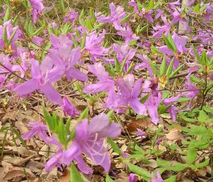 Image of Rhododendron farrerae Tate ex Sweet