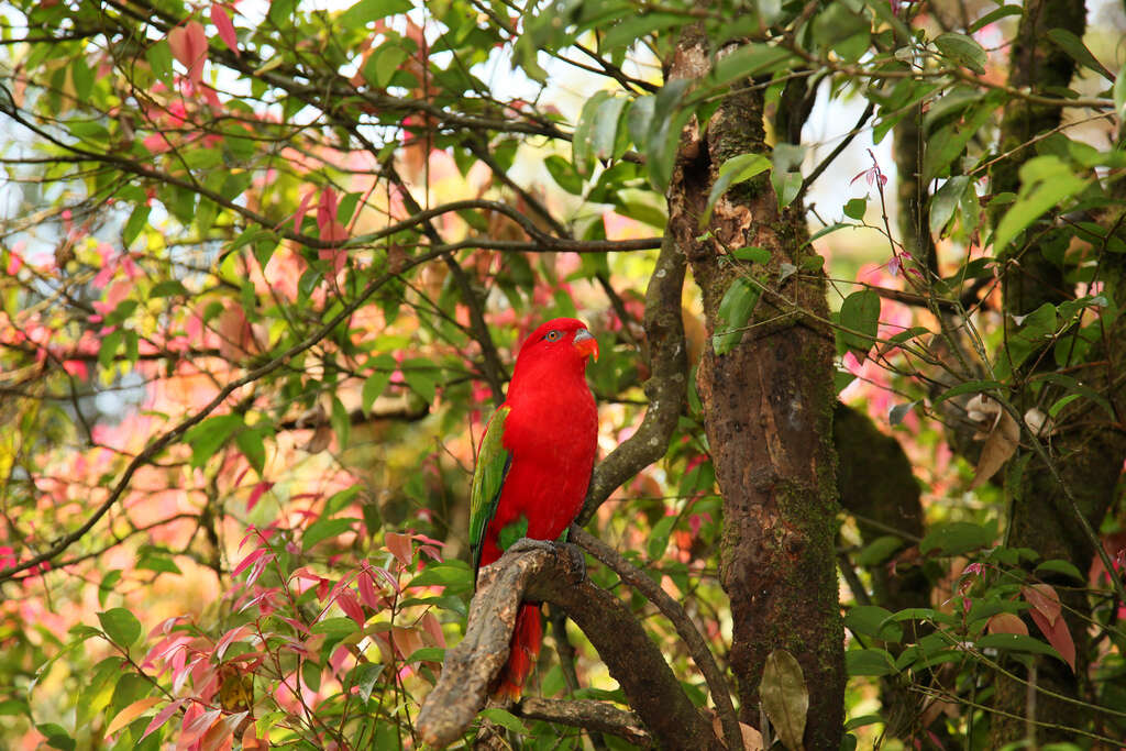 Plancia ëd Lorius garrulus (Linnaeus 1758)