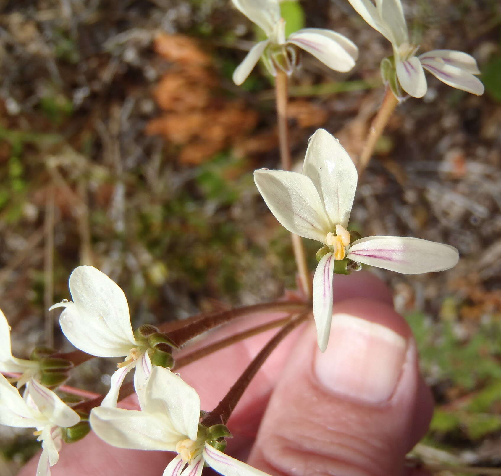 Image of Pelargonium triste (L.) L'Her.